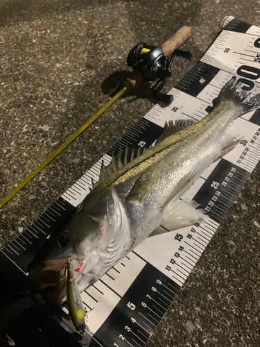 シーバスの釣果