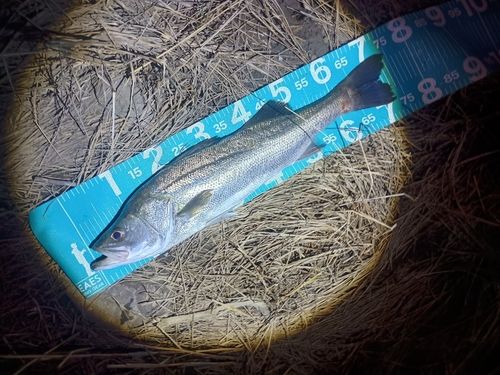 マルスズキの釣果