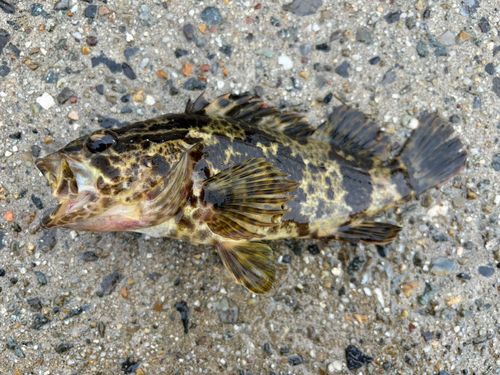 タケノコメバルの釣果