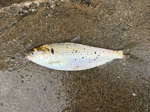 コノシロの釣果