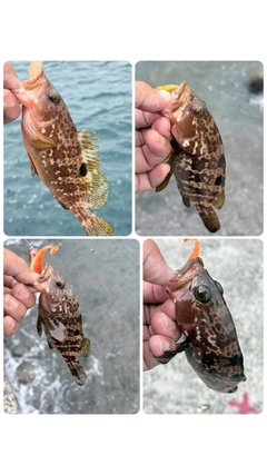 キジハタの釣果