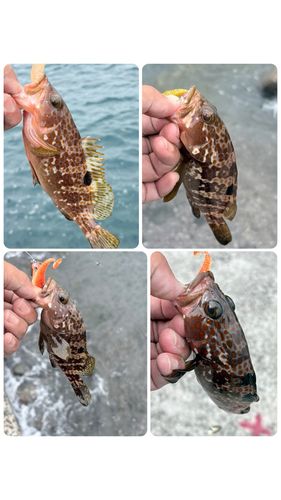 キジハタの釣果