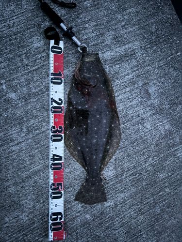 ヒラメの釣果