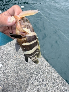 アオハタの釣果