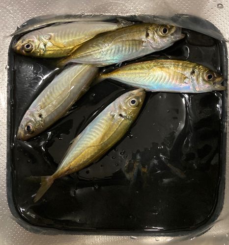 マアジの釣果