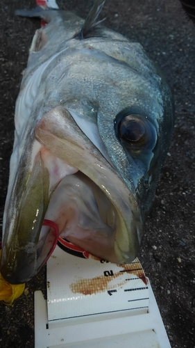 シーバスの釣果