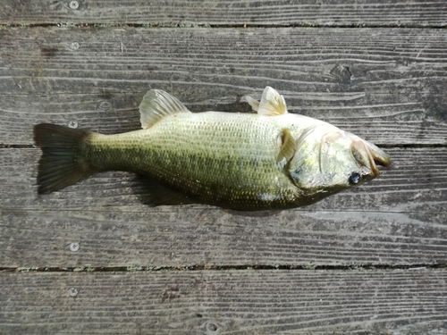 ラージマウスバスの釣果