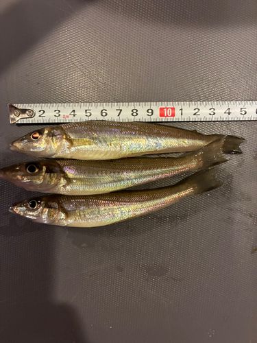 キスの釣果