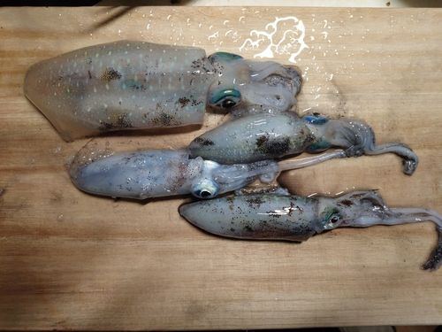 アオリイカの釣果