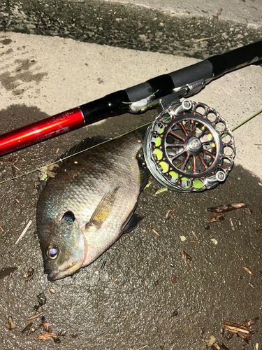 ブルーギルの釣果