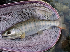 ヤマメの釣果
