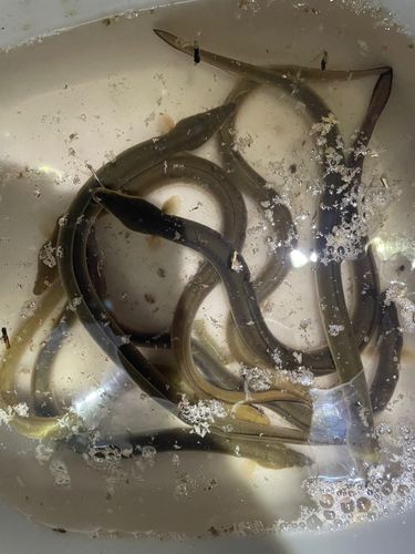 ウナギの釣果