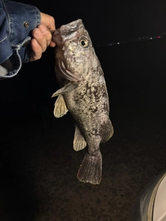 クロソイの釣果