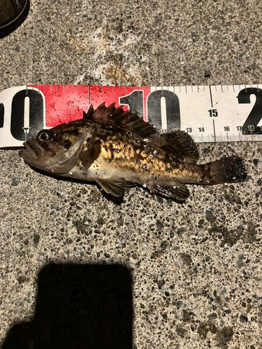 ソイの釣果