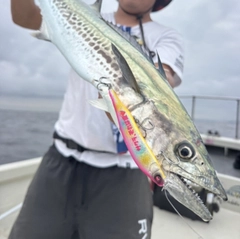 サワラの釣果