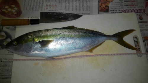 ハマチの釣果