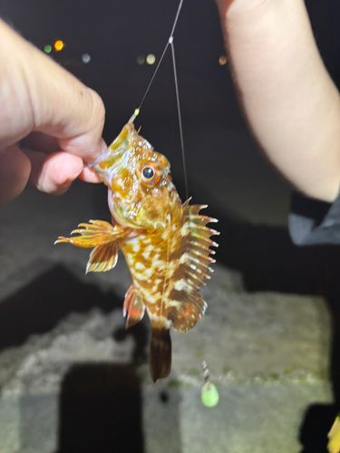 カサゴの釣果