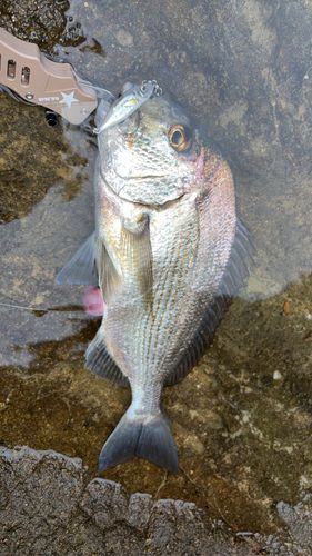 ヘダイの釣果