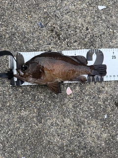 メバルの釣果
