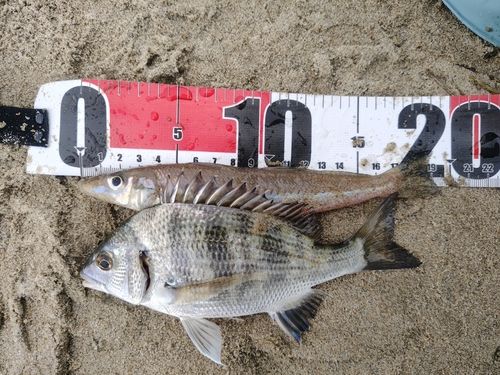 キスの釣果