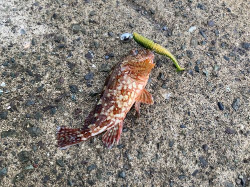 カサゴの釣果
