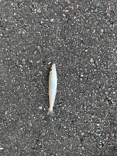 シロギスの釣果