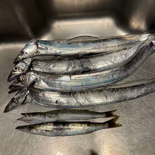 タチウオの釣果