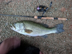 ラージマウスバスの釣果
