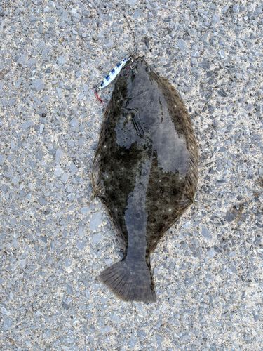 ヒラメの釣果