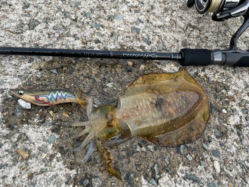 アオリイカの釣果