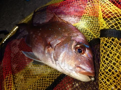マダイの釣果