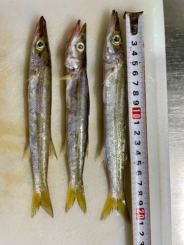 カマスの釣果