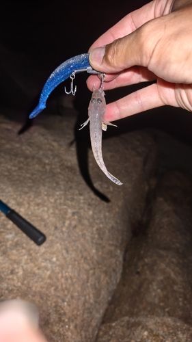 ハゼの釣果
