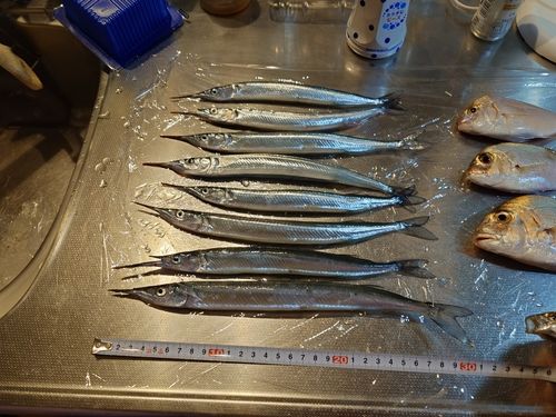 サヨリの釣果