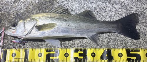 シーバスの釣果