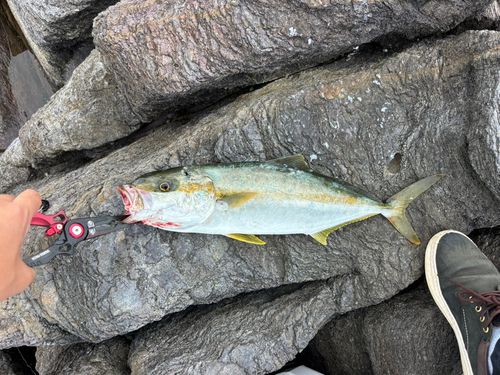 ヒラマサの釣果