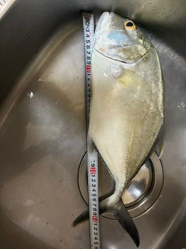 ガーラの釣果