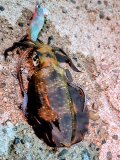 アオリイカの釣果