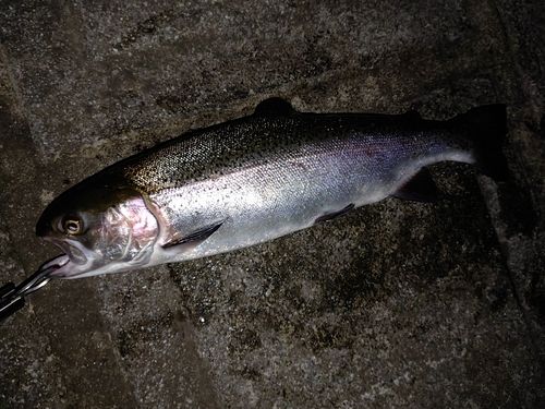 ニジマスの釣果