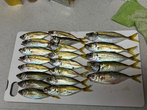 アジの釣果