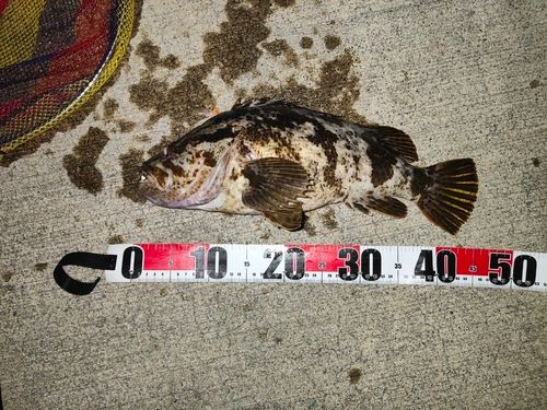 タケノコメバルの釣果