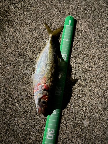 マアジの釣果