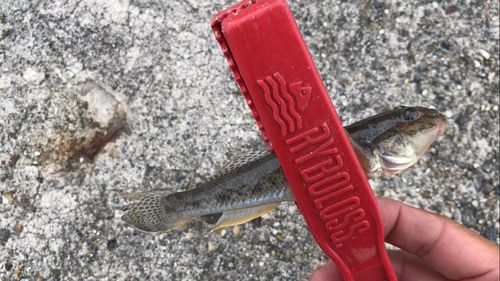 マハゼの釣果