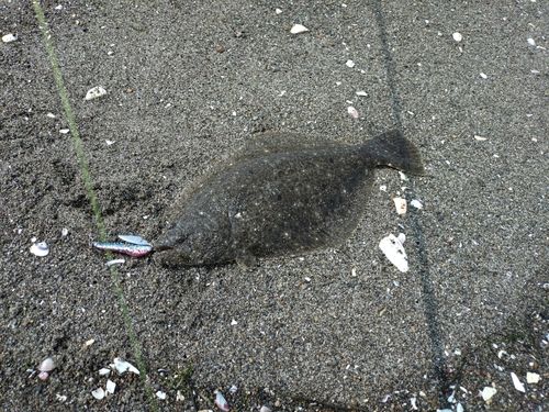 ヒラメの釣果