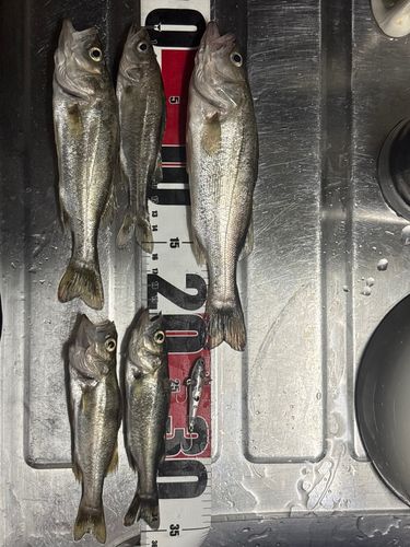 セイゴ（ヒラスズキ）の釣果