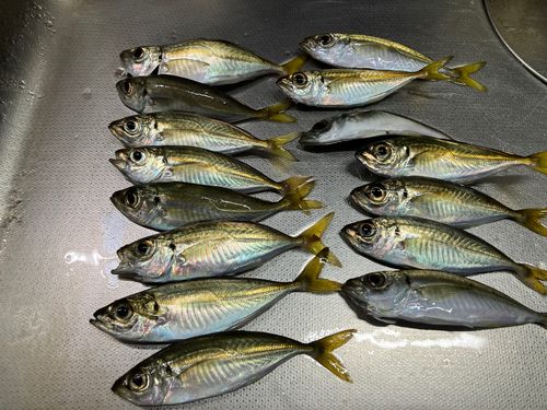アジの釣果