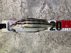 シマイサキの釣果