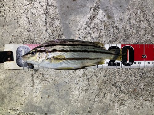 シマイサキの釣果