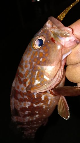 アコウの釣果