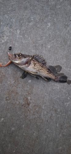 ソイの釣果
